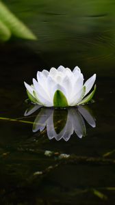 Preview wallpaper water lily, flower, petals, white, leaves, pond