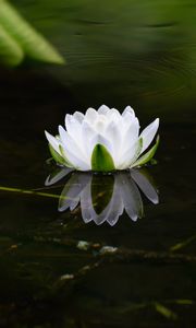 Preview wallpaper water lily, flower, petals, white, leaves, pond