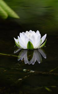 Preview wallpaper water lily, flower, petals, white, leaves, pond