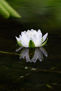 Preview wallpaper water lily, flower, petals, white, leaves, pond