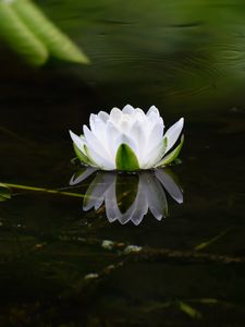 Preview wallpaper water lily, flower, petals, white, leaves, pond