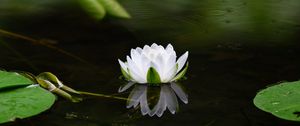 Preview wallpaper water lily, flower, petals, white, leaves, pond