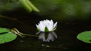 Preview wallpaper water lily, flower, petals, white, leaves, pond