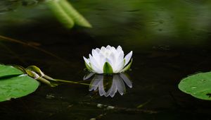 Preview wallpaper water lily, flower, petals, white, leaves, pond