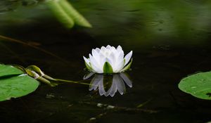 Preview wallpaper water lily, flower, petals, white, leaves, pond