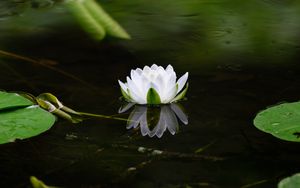 Preview wallpaper water lily, flower, petals, white, leaves, pond