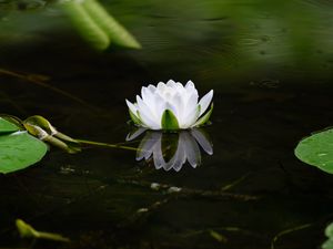 Preview wallpaper water lily, flower, petals, white, leaves, pond