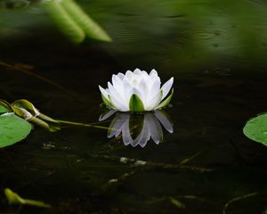 Preview wallpaper water lily, flower, petals, white, leaves, pond