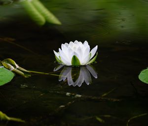 Preview wallpaper water lily, flower, petals, white, leaves, pond