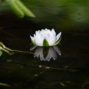 Preview wallpaper water lily, flower, petals, white, leaves, pond