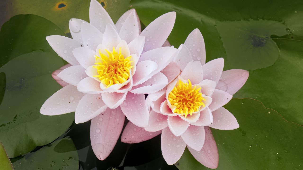 Wallpaper water lily, flower, petals, pink, drops