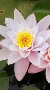 Preview wallpaper water lily, flower, petals, pink, drops