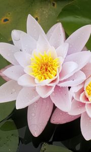 Preview wallpaper water lily, flower, petals, pink, drops