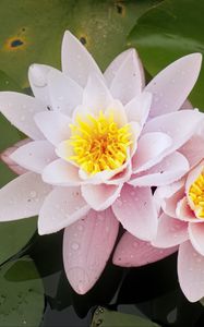 Preview wallpaper water lily, flower, petals, pink, drops