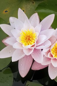 Preview wallpaper water lily, flower, petals, pink, drops