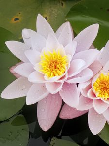 Preview wallpaper water lily, flower, petals, pink, drops