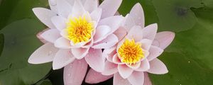 Preview wallpaper water lily, flower, petals, pink, drops
