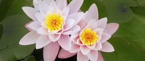 Preview wallpaper water lily, flower, petals, pink, drops