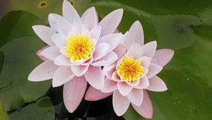 Preview wallpaper water lily, flower, petals, pink, drops