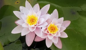 Preview wallpaper water lily, flower, petals, pink, drops