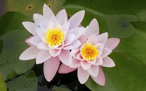 Preview wallpaper water lily, flower, petals, pink, drops