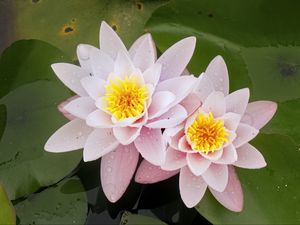 Preview wallpaper water lily, flower, petals, pink, drops