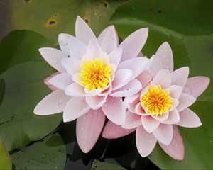 Preview wallpaper water lily, flower, petals, pink, drops