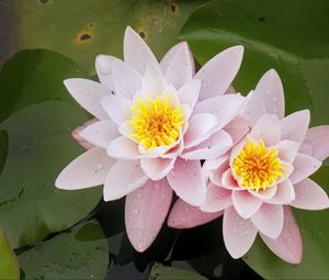 Preview wallpaper water lily, flower, petals, pink, drops