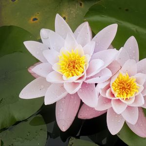 Preview wallpaper water lily, flower, petals, pink, drops