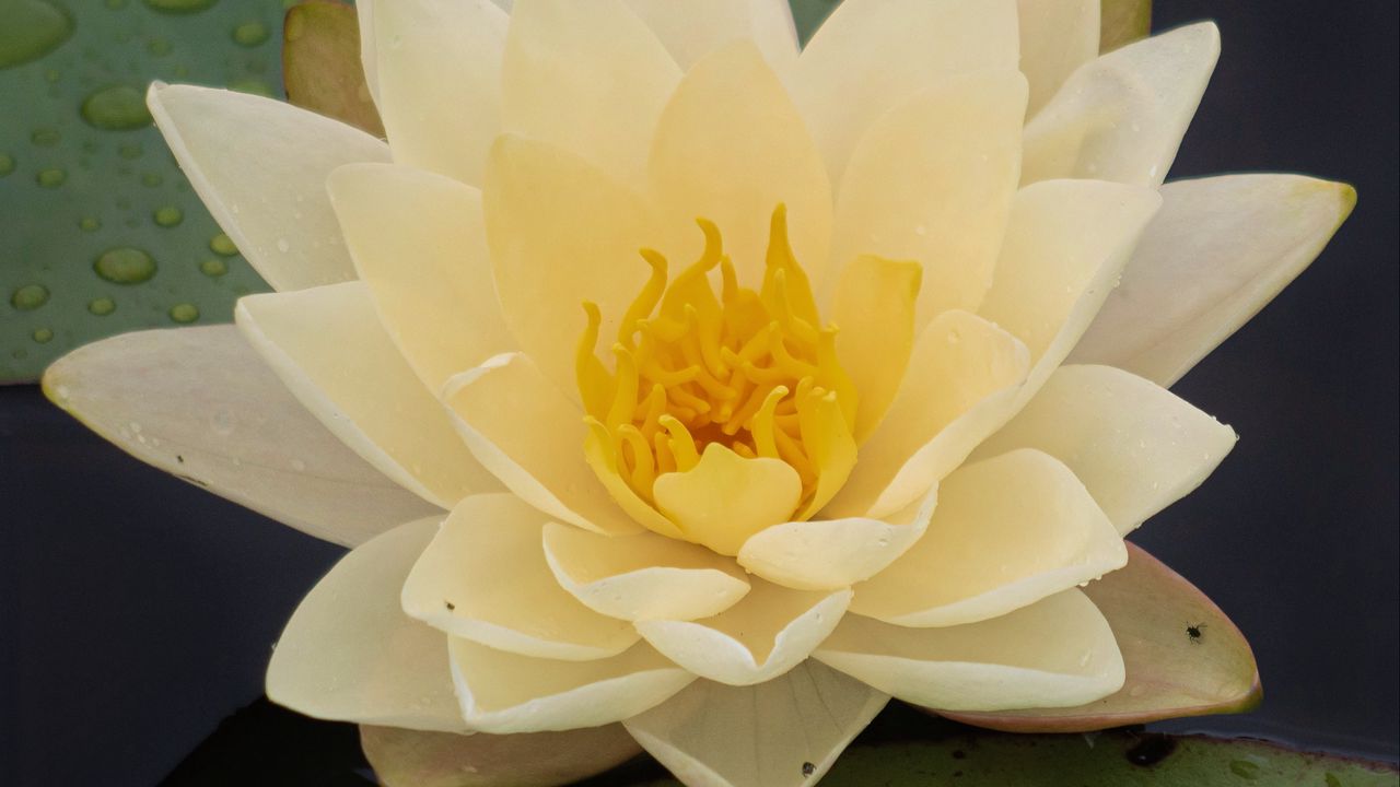 Wallpaper water lily, flower, petals, white, drops