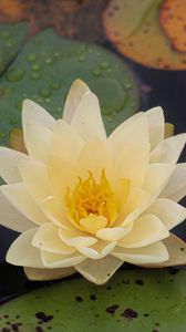 Preview wallpaper water lily, flower, petals, white, drops