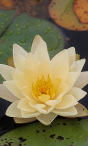Preview wallpaper water lily, flower, petals, white, drops