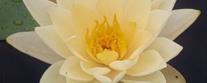 Preview wallpaper water lily, flower, petals, white, drops