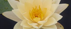Preview wallpaper water lily, flower, petals, white, drops