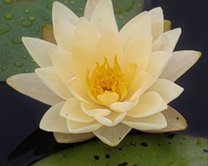 Preview wallpaper water lily, flower, petals, white, drops