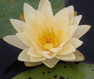 Preview wallpaper water lily, flower, petals, white, drops