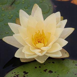 Preview wallpaper water lily, flower, petals, white, drops
