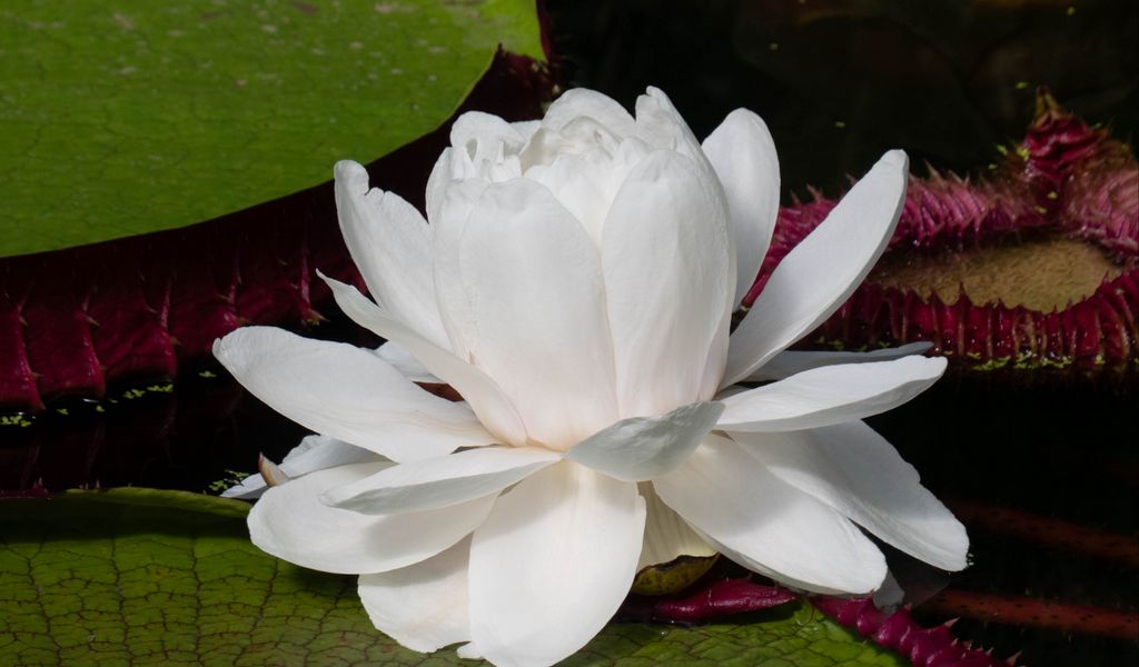 1024x600 Wallpaper water lily, flower, petals, white, plant