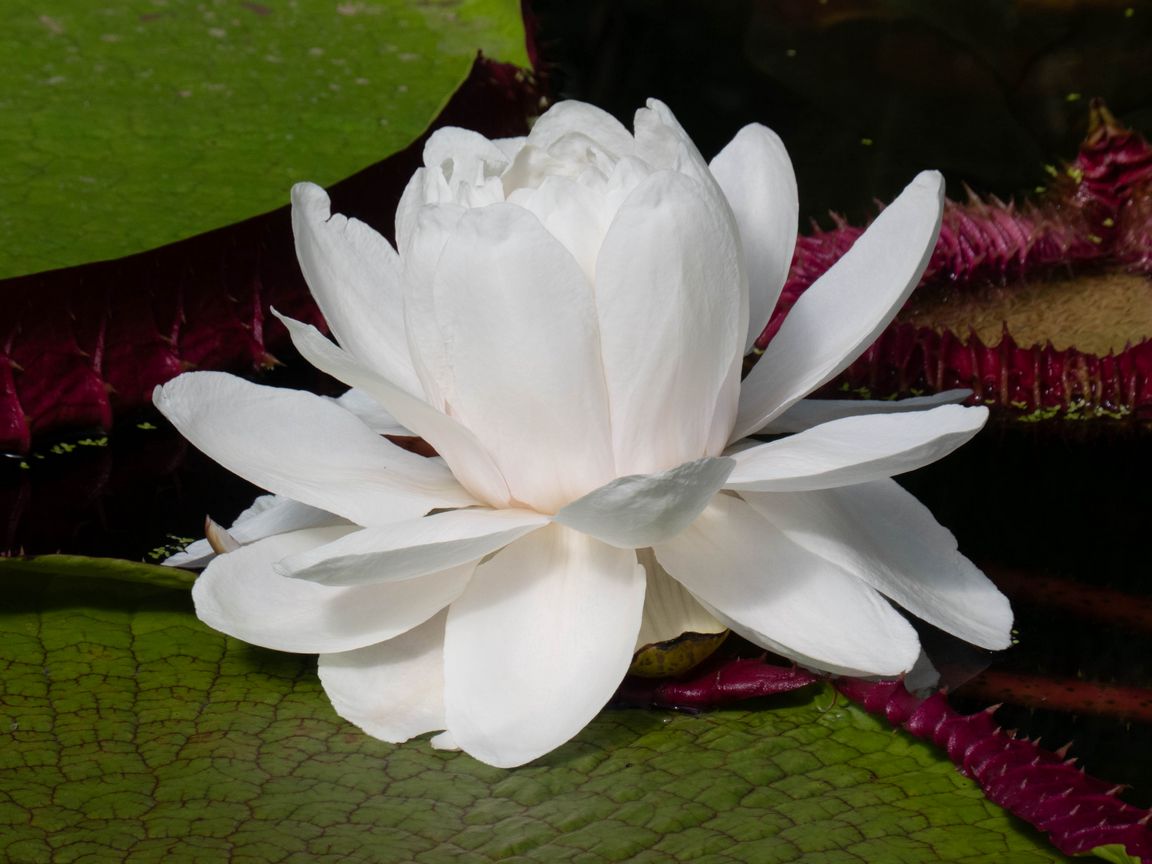1152x864 Wallpaper water lily, flower, petals, white, plant