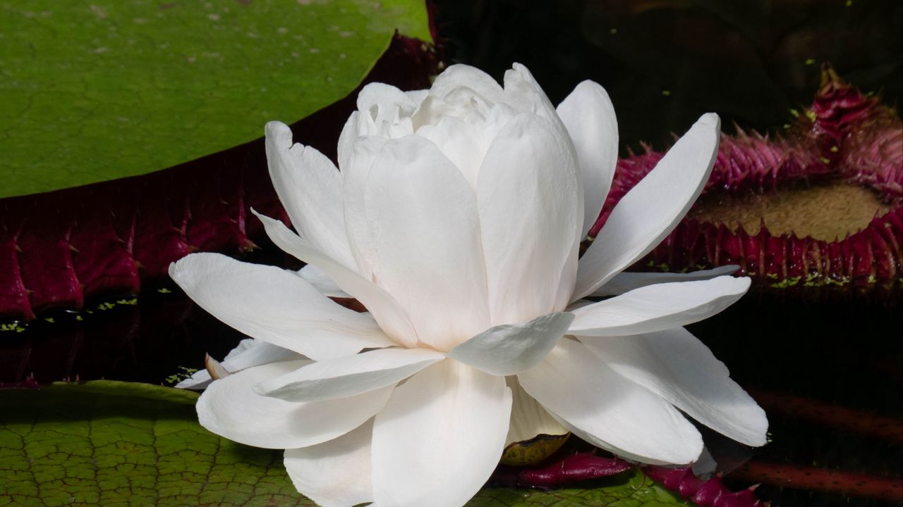 Wallpaper water lily, flower, petals, white, plant