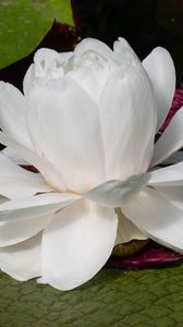 Preview wallpaper water lily, flower, petals, white, plant