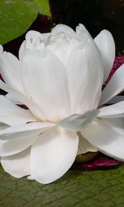 Preview wallpaper water lily, flower, petals, white, plant