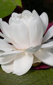 Preview wallpaper water lily, flower, petals, white, plant