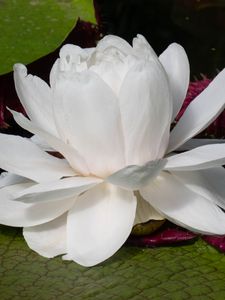 Preview wallpaper water lily, flower, petals, white, plant