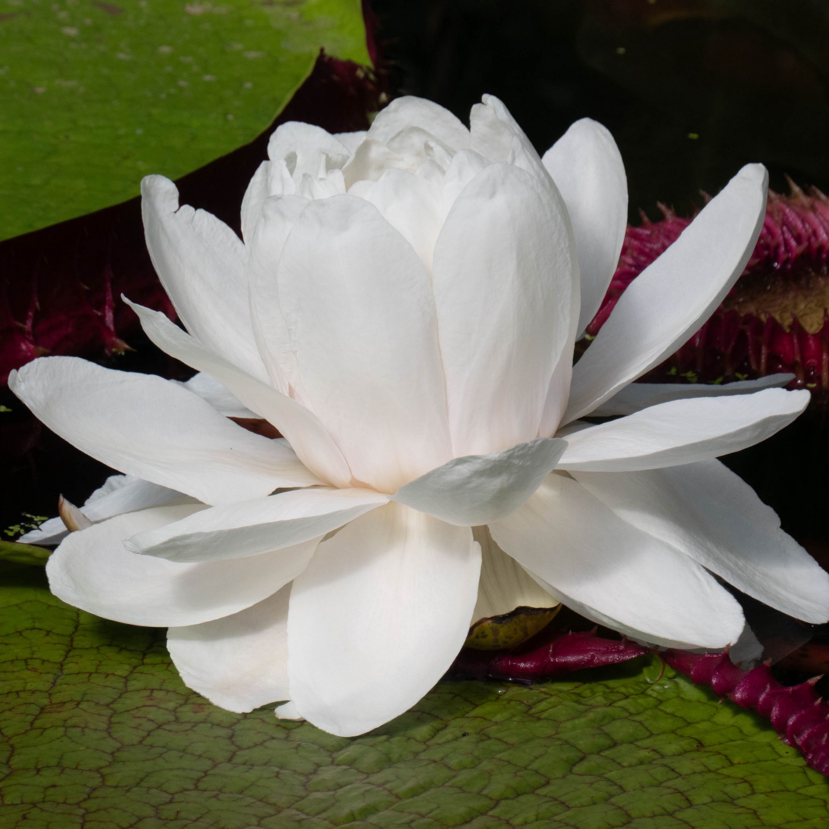 2780x2780 Wallpaper water lily, flower, petals, white, plant