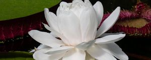 Preview wallpaper water lily, flower, petals, white, plant