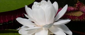 Preview wallpaper water lily, flower, petals, white, plant