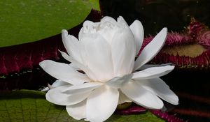 Preview wallpaper water lily, flower, petals, white, plant