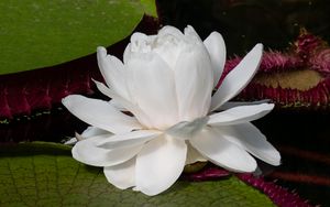 Preview wallpaper water lily, flower, petals, white, plant