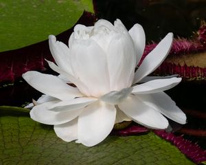 Preview wallpaper water lily, flower, petals, white, plant